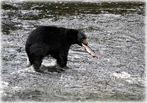 jpg bear with salmon