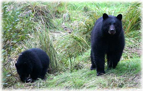 jpg black mama bear & cub