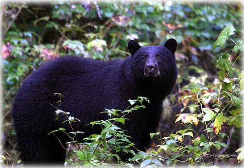 jpg bear ketchikan