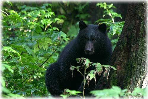 jpg black bear Ketchikan