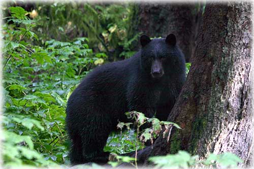 jpg bear Ketchikan, Alaska