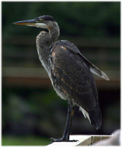 jpg Blue Heron Ketchikan, Alaska