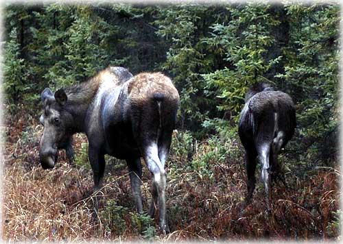 jpg moose and calf