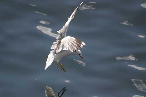 Seagull photo by Carl Thompson...