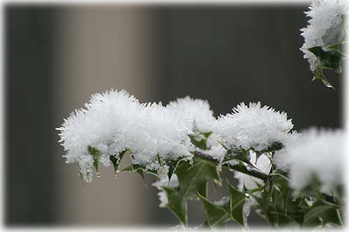 Holly with hoar crystals...