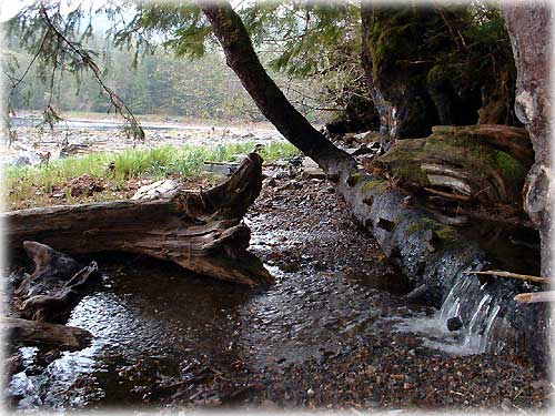 photo - Southeast Alaska forest scene