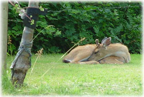 photo deer sleeping Ketchikan, Alaska