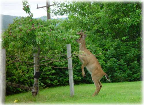 photo deer eating apple Ketchikan, Alaska