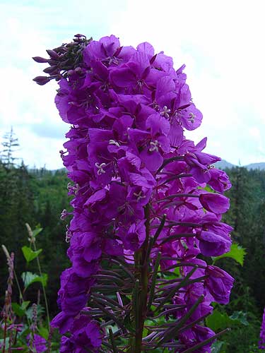 fireweed photo