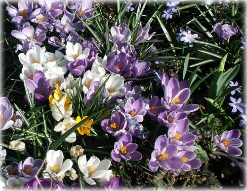 Front Page Photo - Crocus Flowers by Dick Kauffman©2004