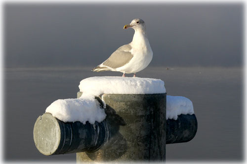 jpg gull Ketchikan