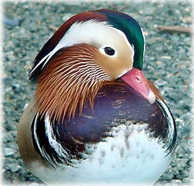 photo Mandarian Duck