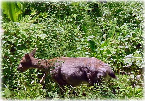 jpg deer walking in woods