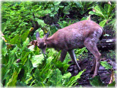 jpg deer eating