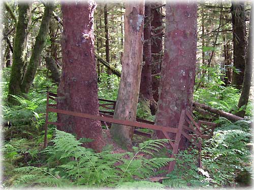 photo old cannery beds 