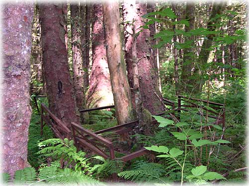 photo old cannery beds 