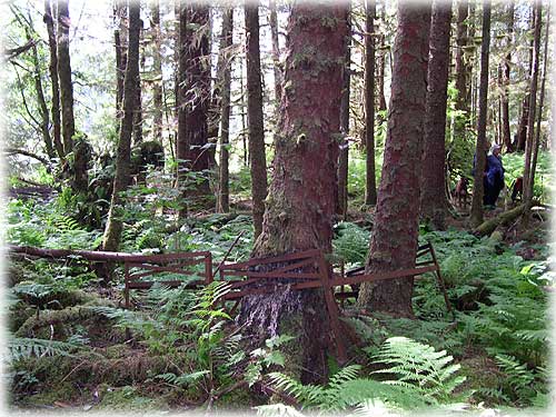 photo old cannery beds 