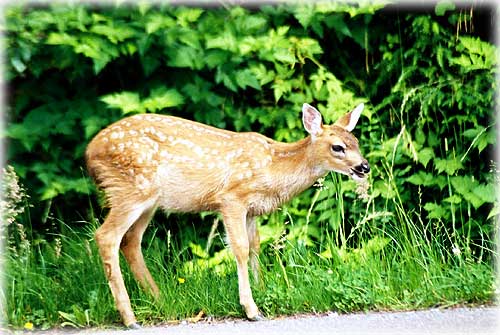 photo Deer Ketchikan, Alaska