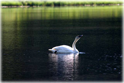 jpg Snow Goose