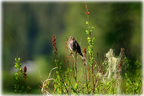 jpg sparrow