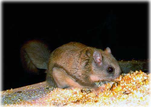 photo  Northern Flying Squirrel