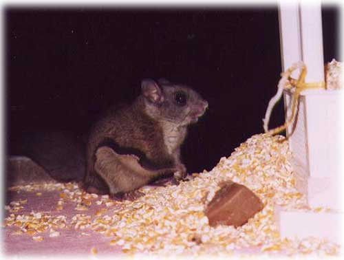 Northern Flying Squirrel