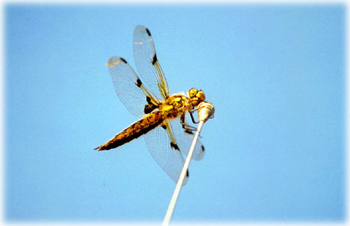photo Dragonfly - Ketchikan, Alaska