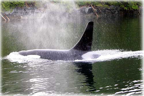 jpg whale blowing water