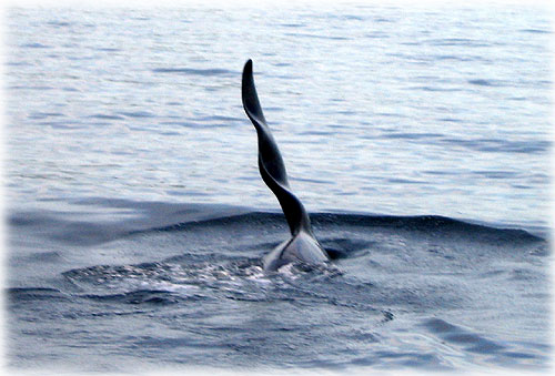 jgp whale fin