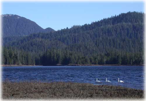 jpg swans Leask Lake