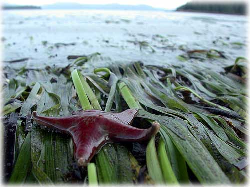 photo starfish