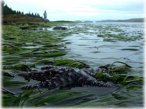 photo dark starfish