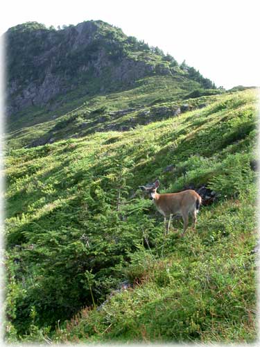 jpg Sitka deer