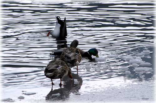 jpg mallard ducks