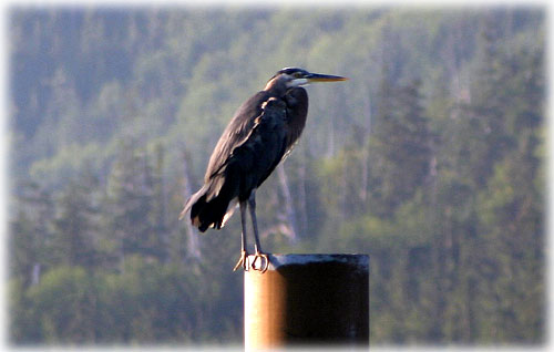 Photo: Blue Heron