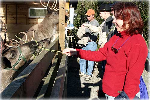 Photo: Reindeer