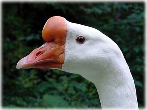 Front Page Photo - Swan Goose by MC Kauffman©