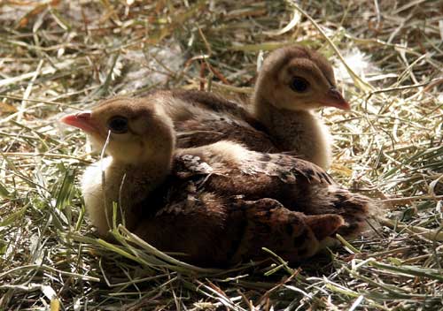 photo peachicks Ketchikan, Alaska