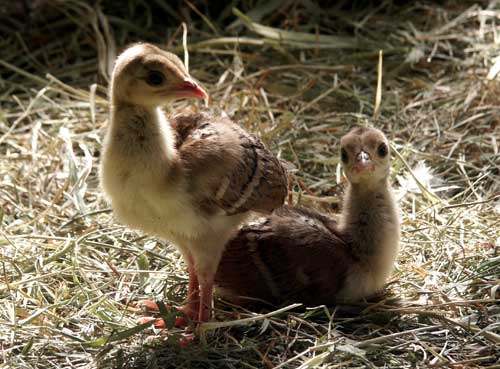 photo Peachicks Ketchikan, Alaska