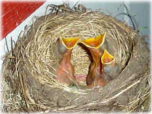 photo Baby Birds by Matthew Draper