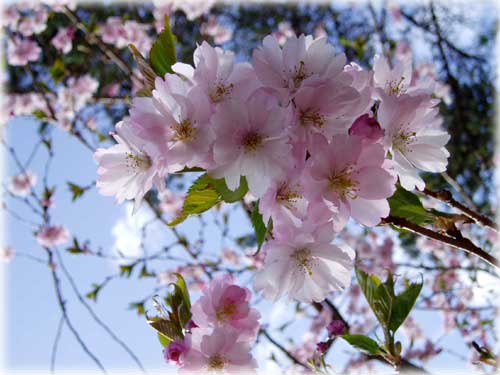 photo - cherry blossoms...