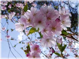 Cherry Blossom Time in Ketchikan