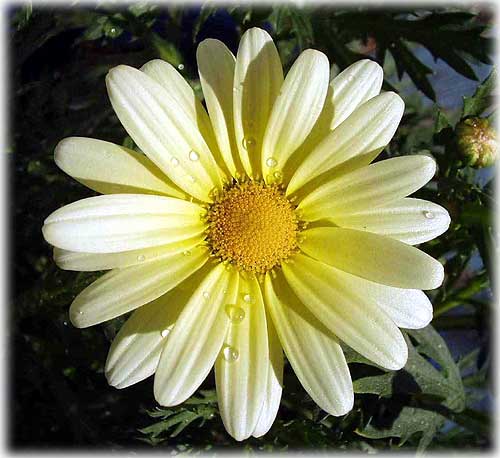photo Ketchikan spring daisy