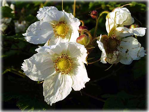 photo Thimble berry Ketchikan, Alaska