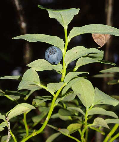 jpg blueberry Ketchikan, Alaska