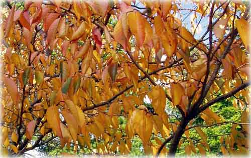 jpg fall cherry leaves