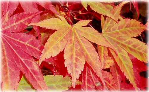 jpg fall leaves - red
