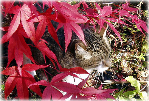 jpg cat & red leaves