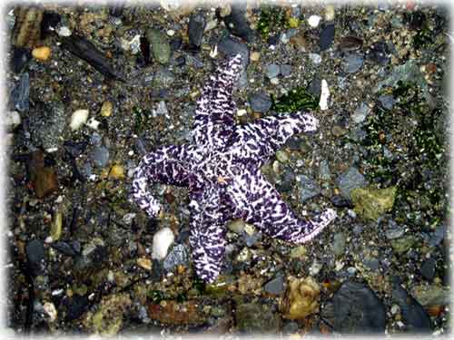 jpg starfish