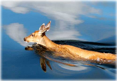 jpg swimming deer
